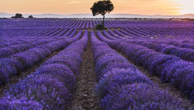 ep archivo   un campo de lavanda