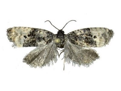 ep ejemplar adulto de la mariposa metendothenia atropunctana