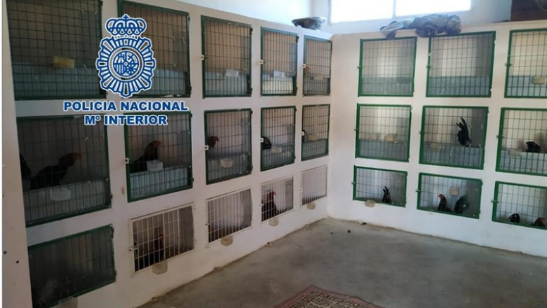 Gallos de pelea encontrados por la Policía Nacional | POLICÍA NACIONAL ep gallospelea encontradosla policia nacional