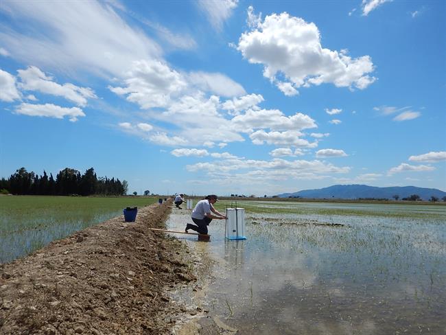 Investigación Delta del Ebro | IRTA ep investigacion deltaebro