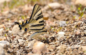 ep mariposa podalirio