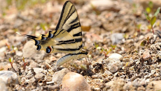 ep mariposa podalirio