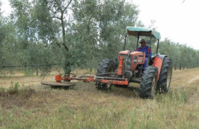 ep olivar andaluz
