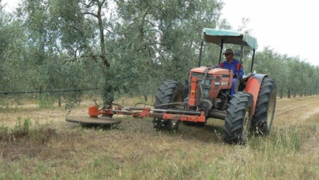 ep olivar andaluz