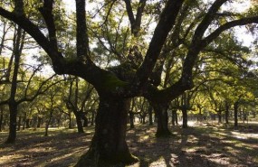 ep parque nacional cabaneros