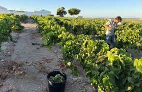 ep vendimia en vina la tula en jerez