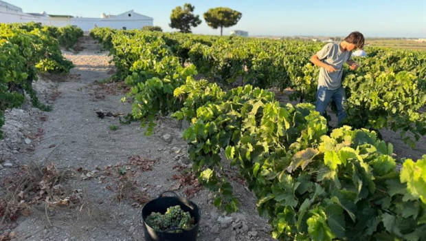 ep vendimia en vina la tula en jerez