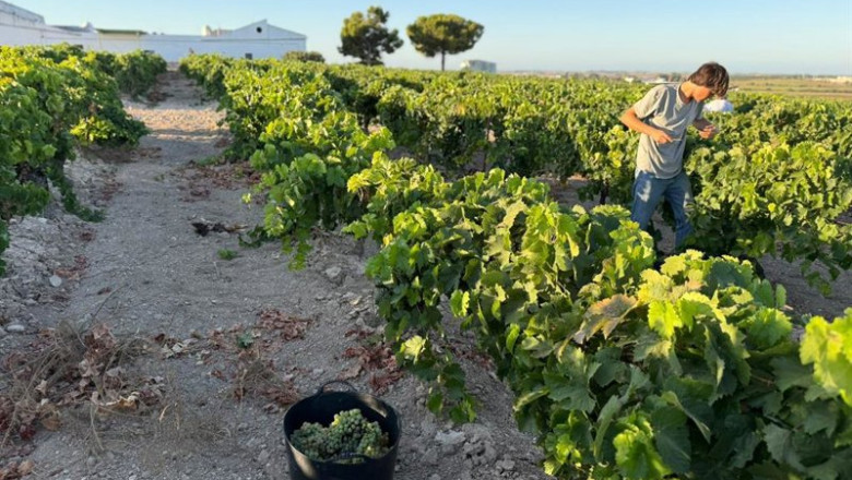 ep vendimia en vina la tula en jerez