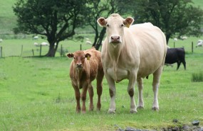 genus cow farming agriculture cattle calf genus cow farming agriculture cattle calf