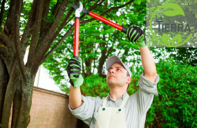 1657279309 la tierra jardineria 1657279309 la tierra jardineria