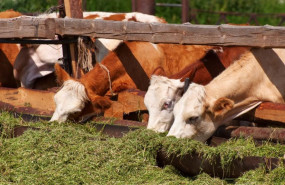 bifeedoo enero 1 bifeedoo enero 1