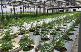 cultivo caamo industrial 
