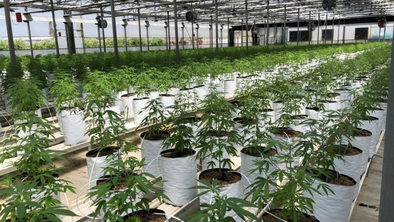 cultivo caamo industrial 