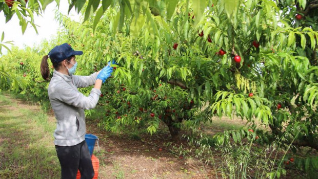 ep agricultora trabajando con mascarilla en la recoleccion de fruta