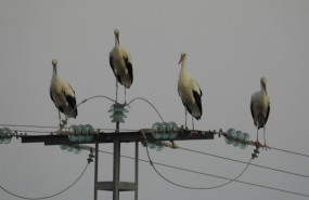 ep archivo las ciguenas sobre el tendido ep archivo las ciguenas sobre el tendido