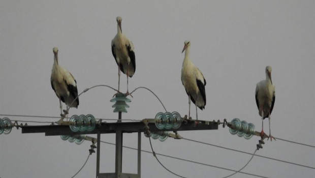 ep archivo las ciguenas sobre el tendido ep archivo las ciguenas sobre el tendido