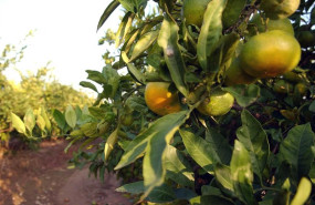 ep archivo   naranjas en el campo