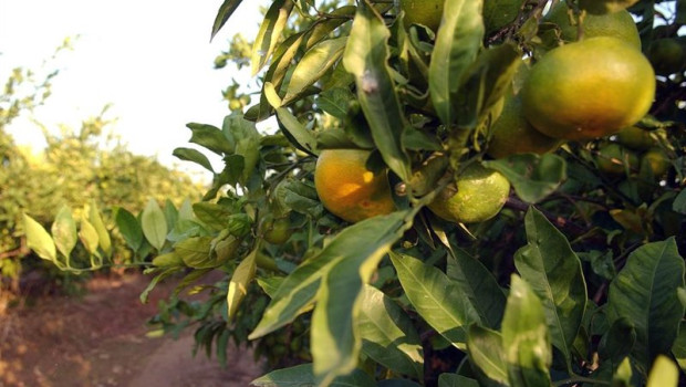 ep archivo   naranjas en el campo