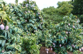 ep archivo plantacion de mangos ep archivo plantacion de mangos