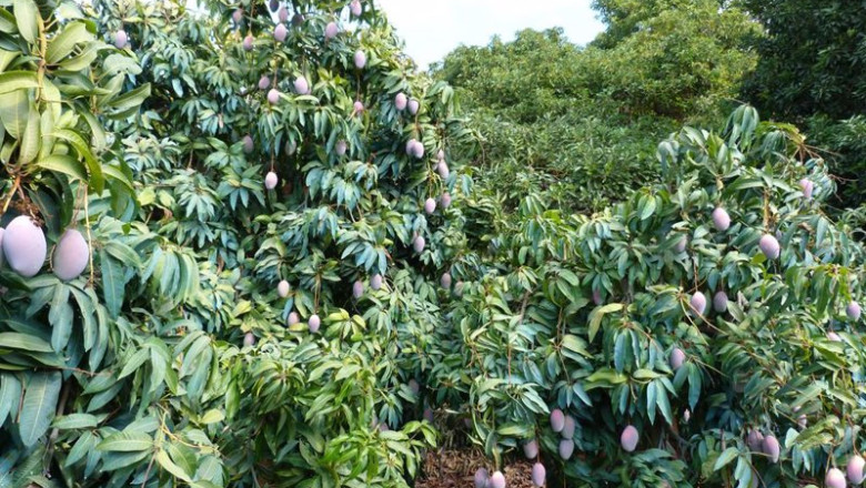 ep archivo plantacion de mangos ep archivo plantacion de mangos