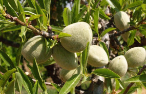 ep cosecha de la almendra