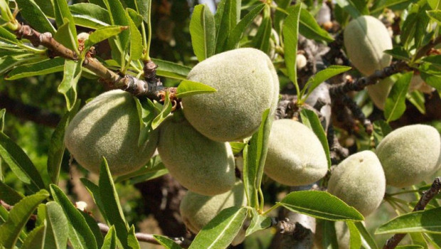 ep cosecha de la almendra