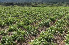 ep cultuvos afectados por el granizo en la vall dalbaida