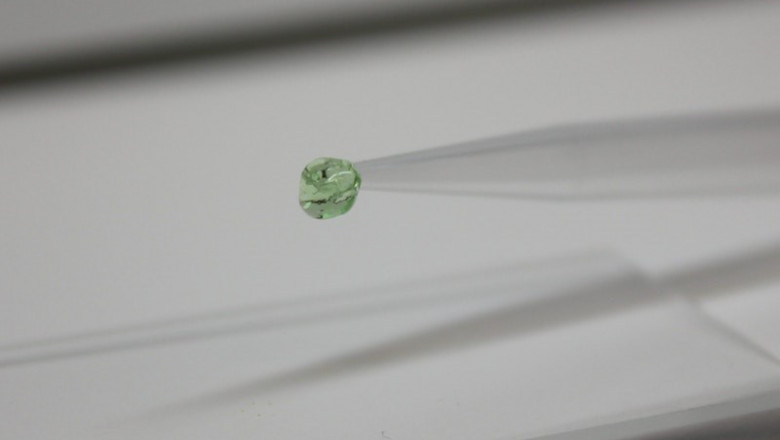 Este hidrogel verde programable de poli(etilenglicol) sensible a CRISPR puede ser inducido a liberar cargas ligadas tales como moléculas fluorescentes y enzimas activas después de la activación de la enzima Cas12a. | WYSS INSTITUTE AT HARVARD UNIVERSITY ep este hidrogel verde programable de polietilenglicol sensible a crispr puede ser inducido a