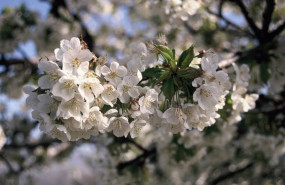 ep mas de dos millones de cerezos del valle del jerte ya estan en flor y las primeras cerezas