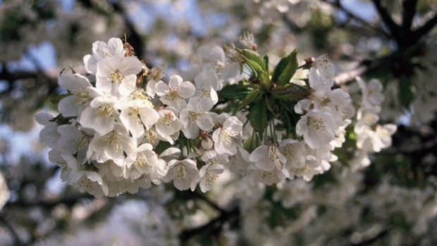 ep mas de dos millones de cerezos del valle del jerte ya estan en flor y las primeras cerezas ep mas de dos millones de cerezos del valle del jerte ya estan en flor y las primeras cerezas