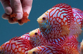 1579521953 discusland comunicae