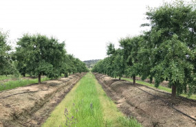 1596020904 almendralia 2