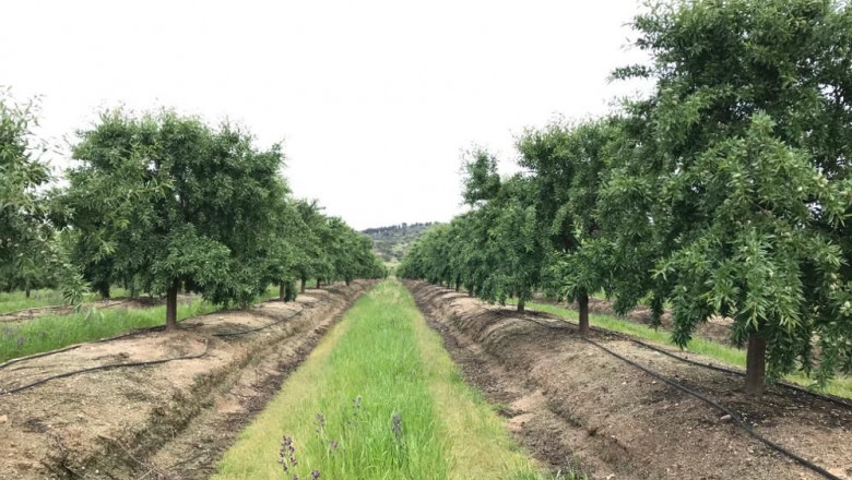 1596020904 almendralia 2