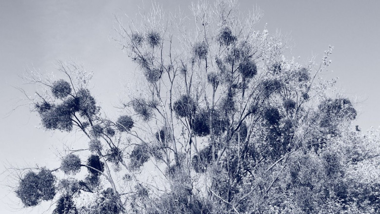 1648632271 treetop ga592a08531280