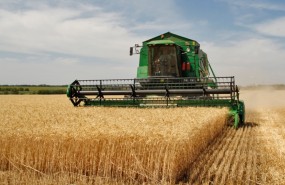 cosecha trigo