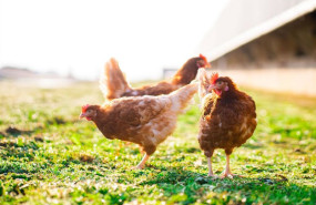 ep archivo   aves en exterior