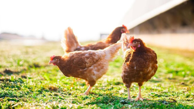 ep archivo   aves en exterior