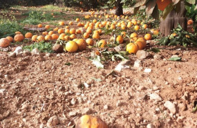 ep archivo   citricos en la tierra