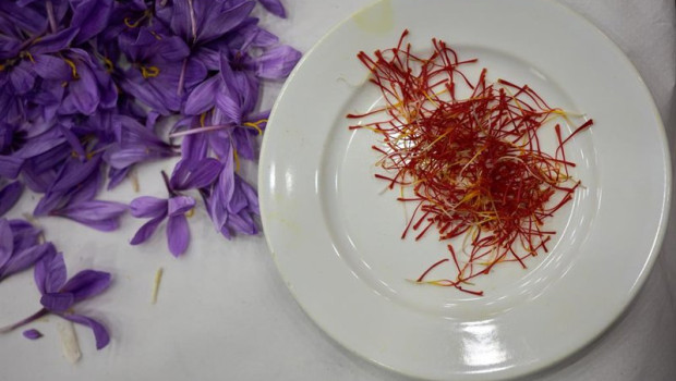 ep archivo   detalle de la flor del azafran