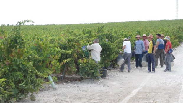 ep archivo   vendimia en vinedos del marco montilla moriles
