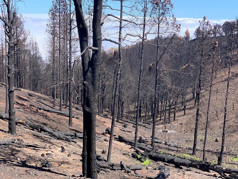 ep estado de una zona de tejeda gran canaria tras el incendio del pasado mes de agosto ep estado de una zona de tejeda gran canaria tras el incendio del pasado mes de agosto