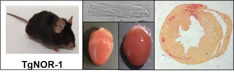 ep los animales transgenicos para nor-1 tgnor-1 tienen celulas cardiacas cardiomiocitos de mayor ep los animales transgenicos para nor-1 tgnor-1 tienen celulas cardiacas cardiomiocitos de mayor