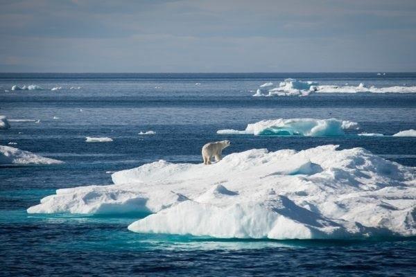 ep oso polaroceano artico