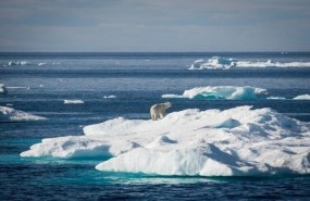 ep oso polaroceano artico
