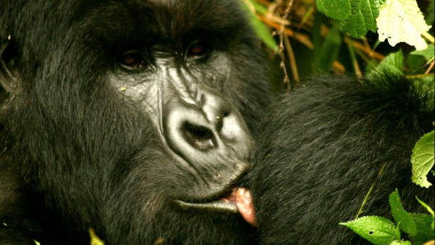 gorilas selva