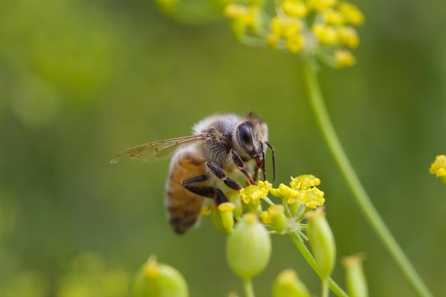 ep abeja libandoflormelon