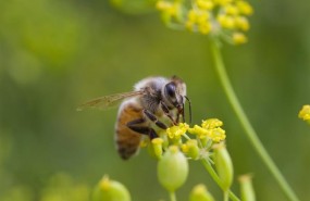 ep abeja libandoflormelon