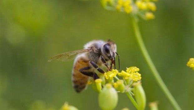 ep abeja libandoflormelon