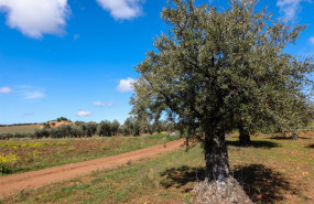 ep archivo   un olivo en las inmediaciones de la localidad de campo real al sureste de madrid