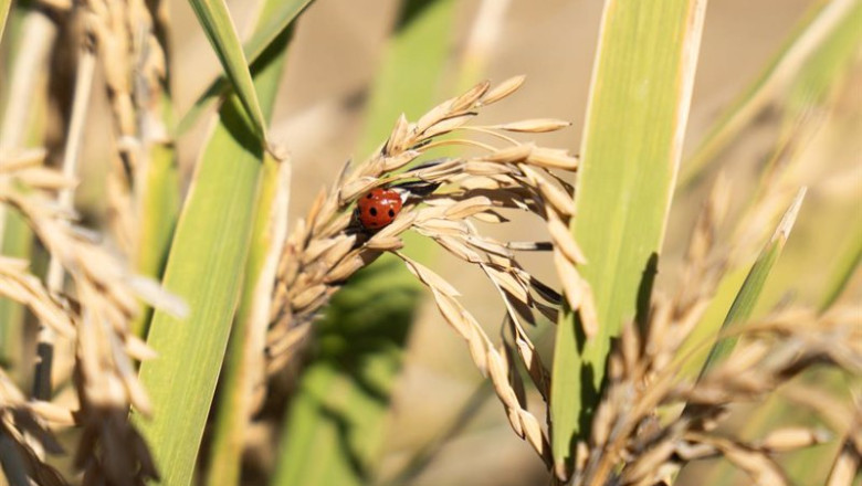 Archivo - Una mariquita posada en unas semillas de arroz | María José López - Europa Press - Archivo ep archivo una mariquita posada en unas semillas de arroz